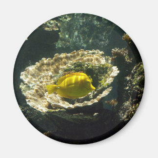 Íman Sol aplicação