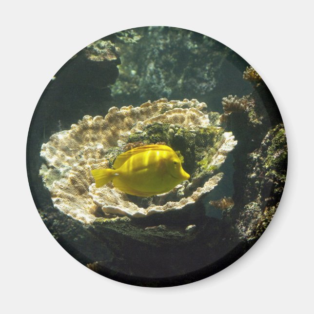 Íman Sol aplicação (Frente)