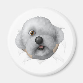 Íman solomon chestburster