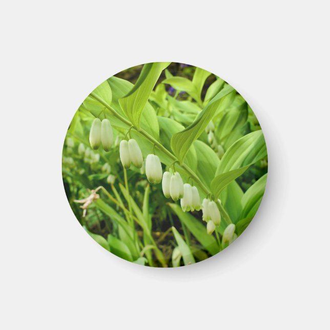 Íman Solomons Seal Magnet (Frente)