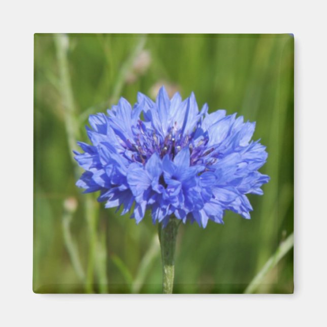 Íman Solteiro Blue Cornflower em verde-inglês (Frente)