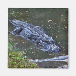 Íman Sombra nas Águas Rasas