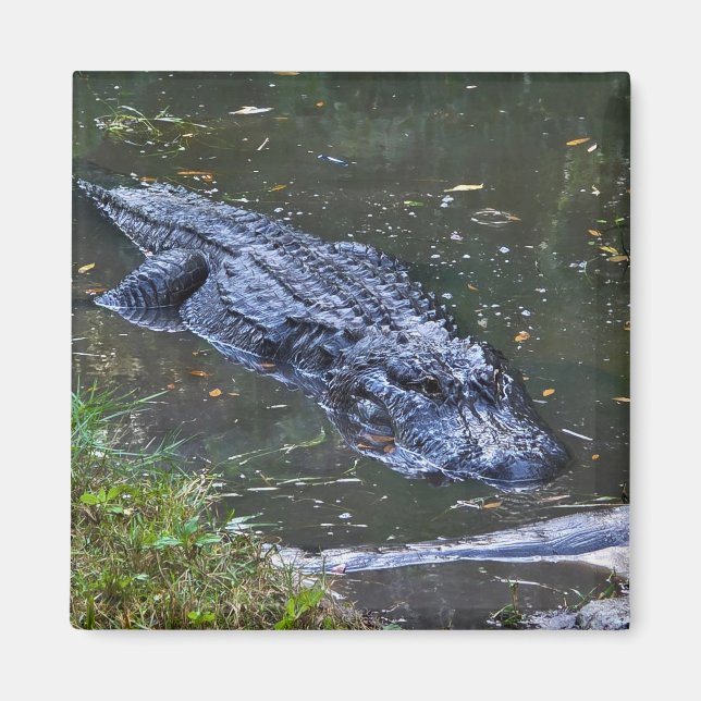 Íman Sombra nas Águas Rasas (Frente)