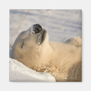 Íman Soneca do Urso Polar