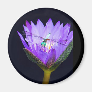 Íman Sonia selvagem