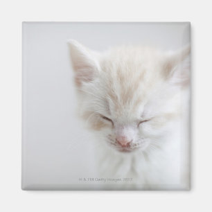 Íman Sono branco do gatinho