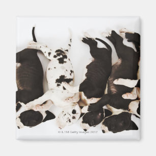 Íman Sono de cinco filhotes de cachorro de great dane