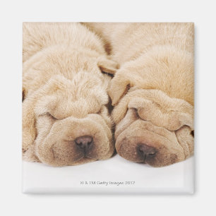 Íman Sono de dois filhotes de cachorro de Shar Pei