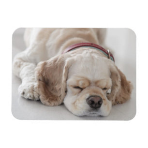 Íman Sono do cão de cocker spaniel