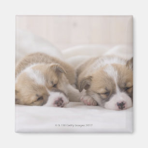 Íman Sono do Corgi dois Galês