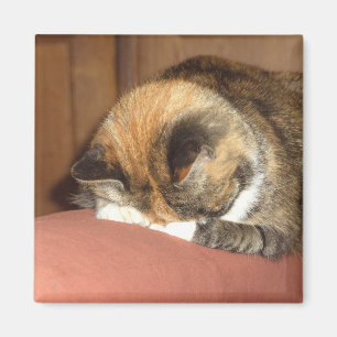 Íman Sono "vermelho" do gato na tosse
