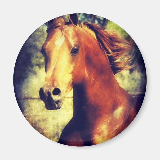 Íman Sorrel Arabian (Frente)