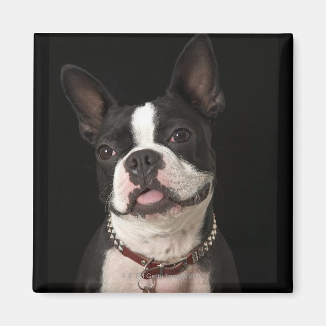 Íman Sorrindo Boston terrier com colarinho (Frente)