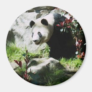 Íman Sorriso da panda