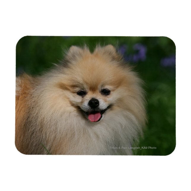 Íman Sorriso da Pomerânia (Horizontal)