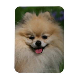 Íman Sorriso de Pomeranian