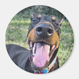 Íman Sorriso do Doberman