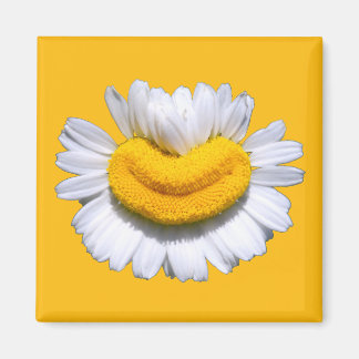 Íman Sorriso Radiante de Camomila Feliz 