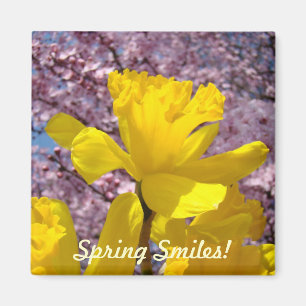 Íman Sorrisos de Primavera! Ímãs Amarelos Flores Narcis
