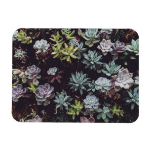 Íman Sorte de Pequenas Plantas Suculentas