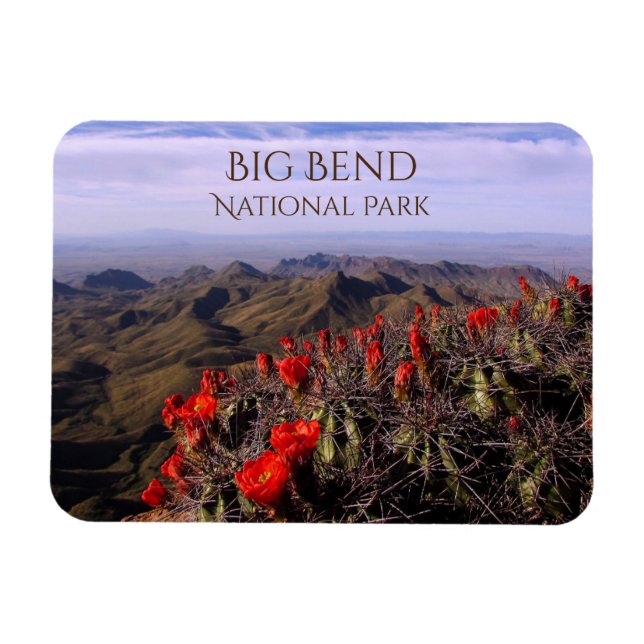 Íman South Rim, Cactus Blossoms, Parque Nacional Big Be (Horizontal)