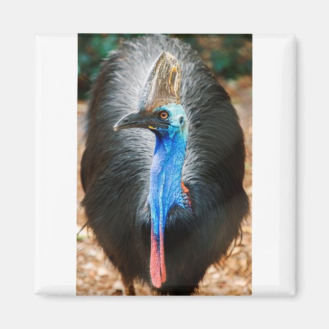 Íman Southern Cassowary australiano (Frente)