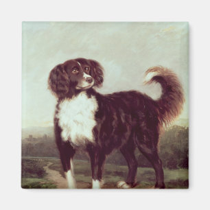 Íman Spaniel