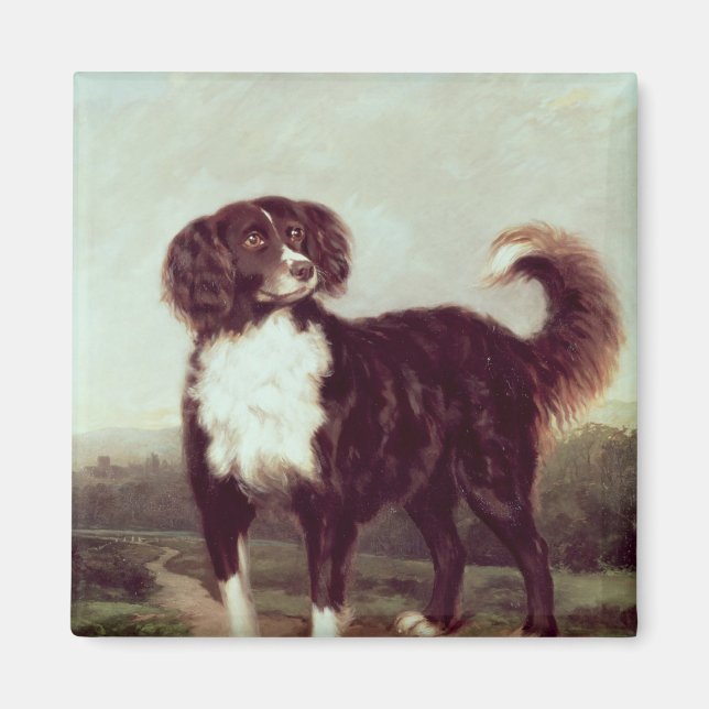 Íman Spaniel (Frente)