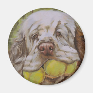 Íman Spaniel de Clumber