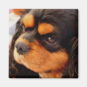 Íman Spaniel de rei Charles descuidado