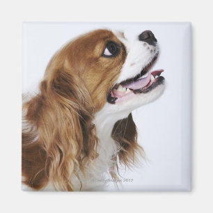 Íman Spaniel de rei Charles descuidado