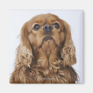 Íman Spaniel de rei Charles descuidado que olha acima
