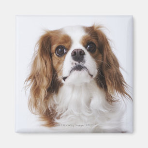Íman Spaniel de rei Charles descuidado que senta-se no
