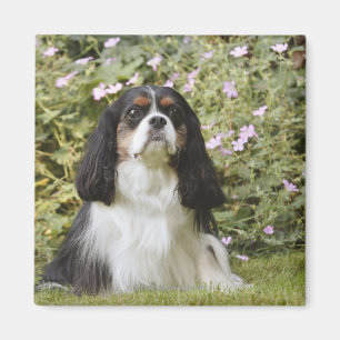Íman Spaniel de rei Charles descuidado Tricolour na