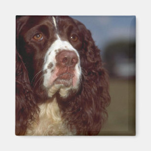 Íman Spaniel de Springer