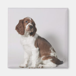 Íman Spaniel de Springer