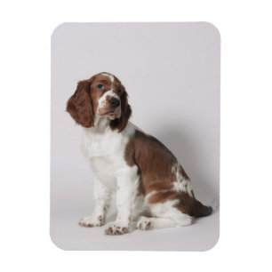 Íman Spaniel de Springer