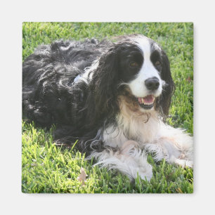 Íman Spaniel de Springer inglês