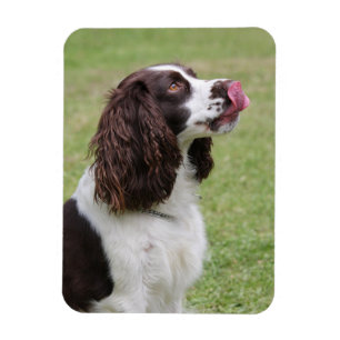 Íman Spaniel de Springer inglês que lambe o nariz