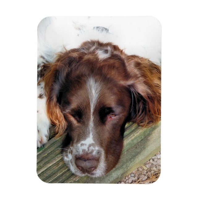 ÍMAN  SPANIEL DOG (Vertical)