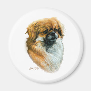 Íman Spaniel tibetano