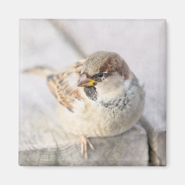 Íman Sparrow - Após o Transatlântico (Frente)