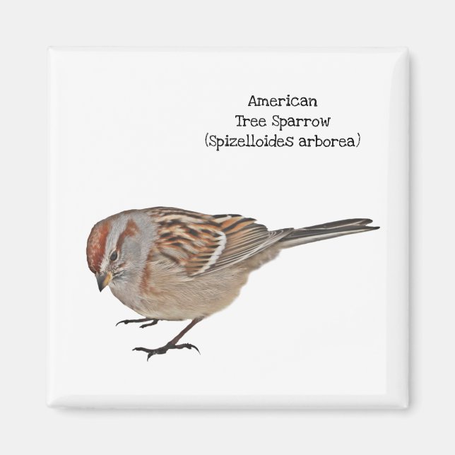 Íman Sparrow Árvore Americano (Frente)