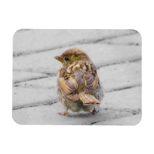 Íman Sparrow Brown (Horizontal)