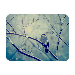 Íman Sparrow no galho nevado