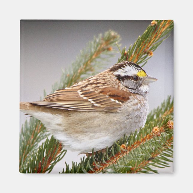 Íman Sparrow no inverno (Frente)