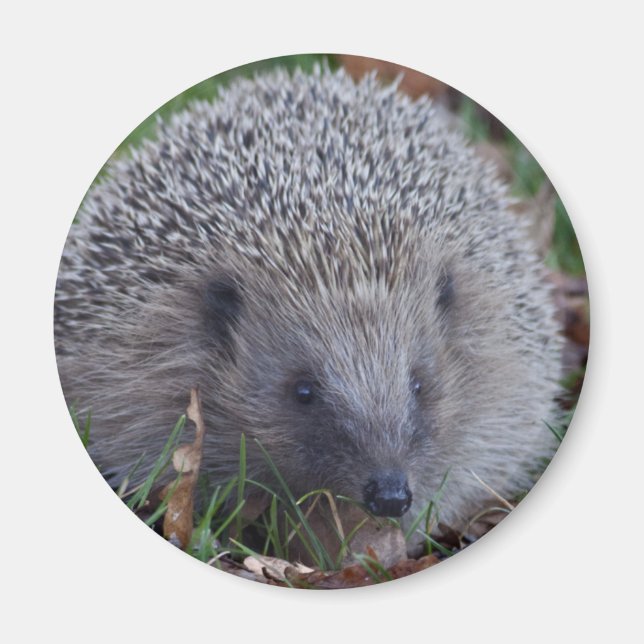 Íman Spike Magnet (Frente)