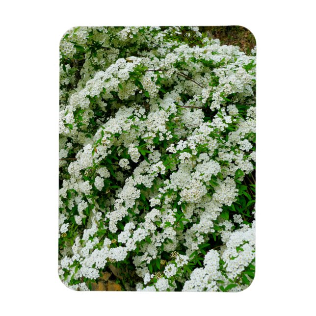 Íman Spirea Arguta (Vertical)
