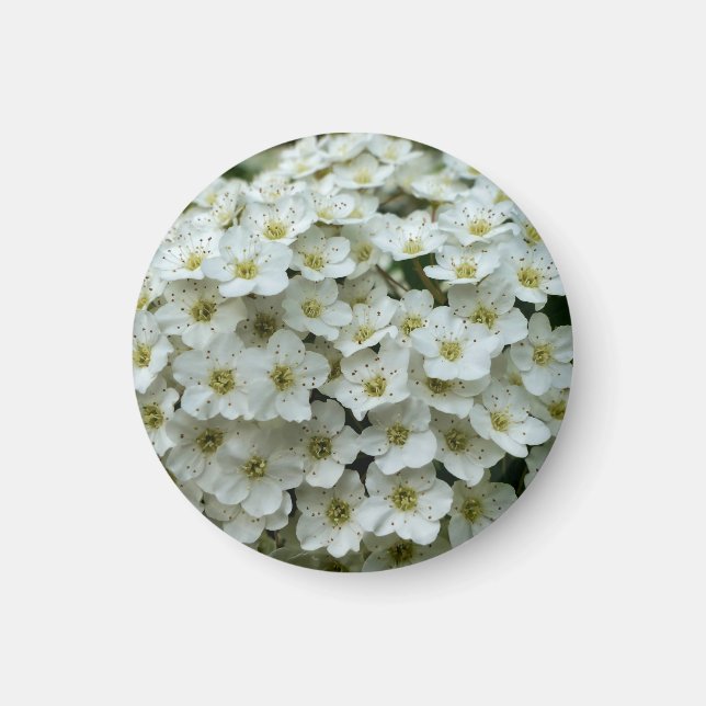 Íman Spirea Arguta Magnet (Frente)