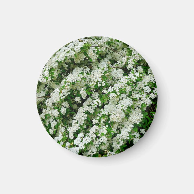 Íman Spirea Arguta Magnet (Frente)